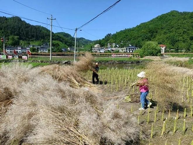 必赢网址息烽县养龙司镇5000余亩油菜喜获丰收(图1)
